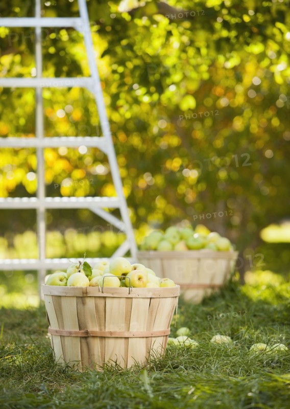 Baskets of apples in orchard