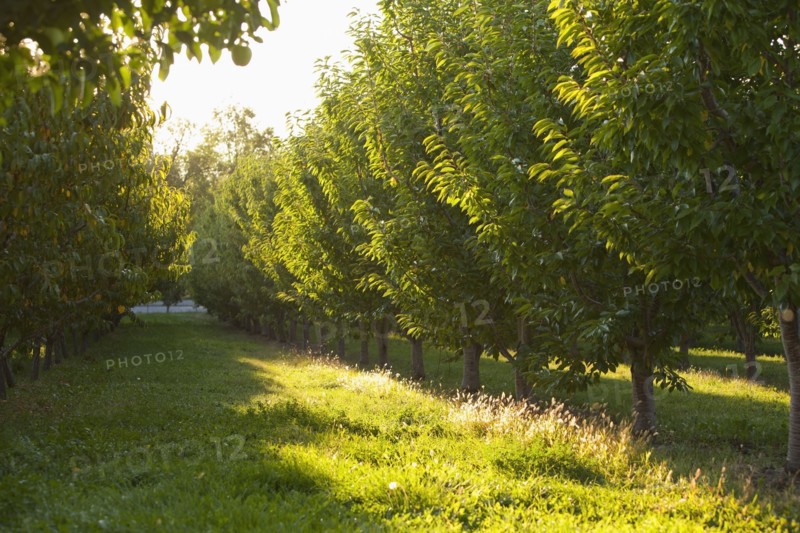 Apple trees in orchard