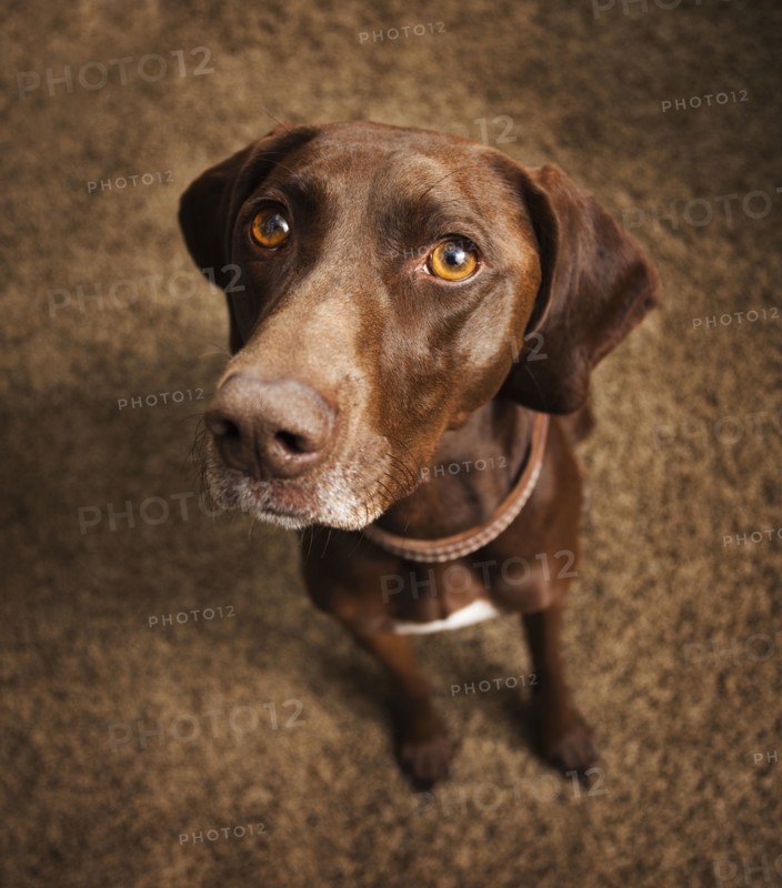 Curious dog sitting on floor