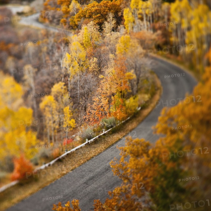 Autumn leaves along remote road