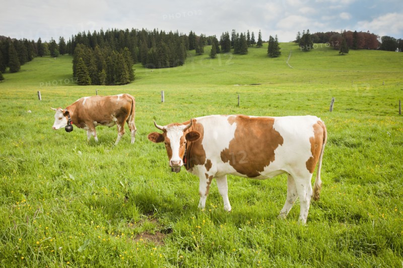 Cows standing in field