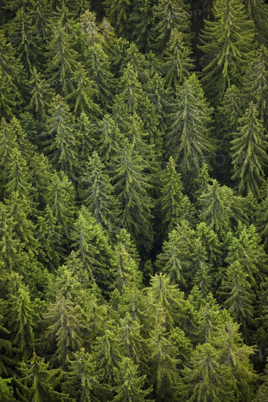 Trees in forest