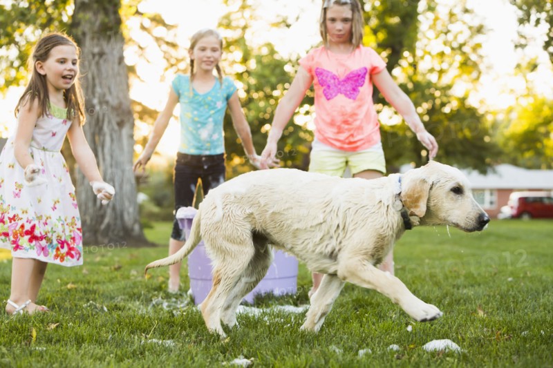 Pet dog running from bath in backyard