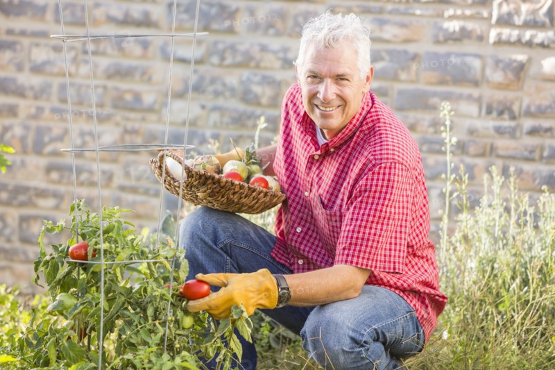 Caucasian man picking vegetables in garden