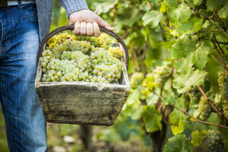 Caucasian farmer carrying grapes in vineyard