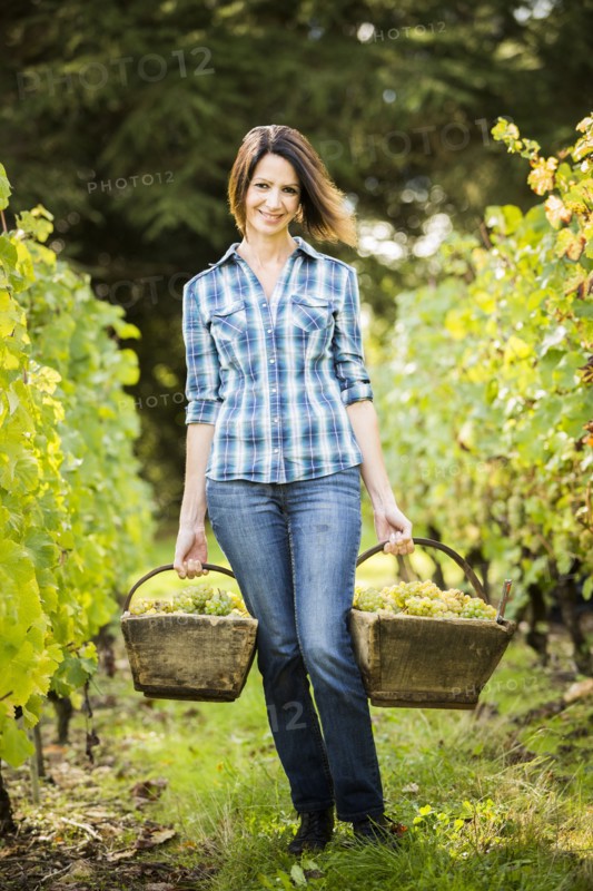 Caucasian farmer carrying grapes in vineyard