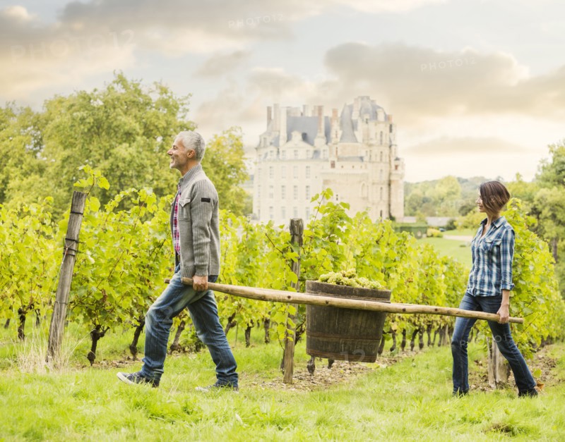 Caucasian farmers carrying grapes in vineyard