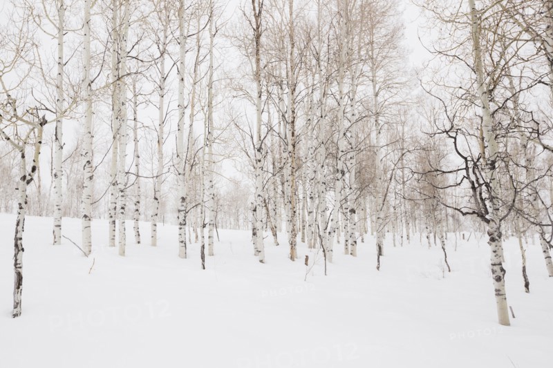 Forest in winter