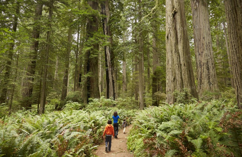 Mixed race children walking in forest