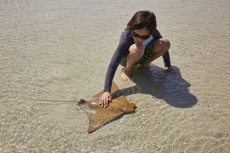 Mixed Race boy crouching in water petting stingray