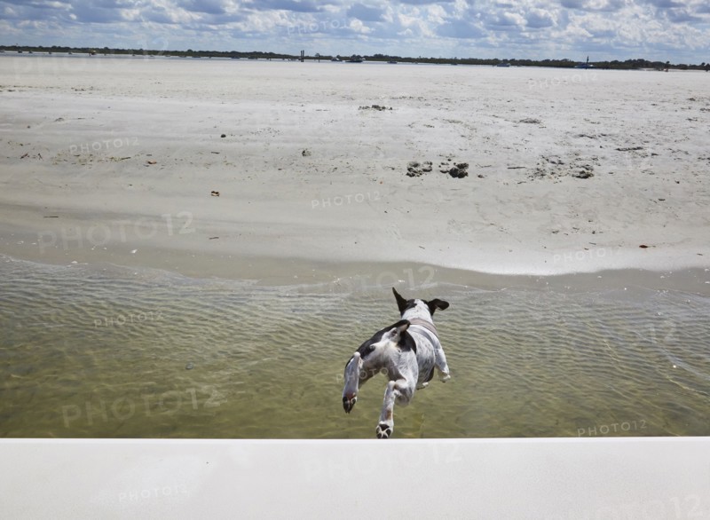Dog jumping off boat toward beach