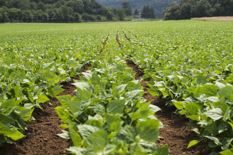 Rows of green plants in farm field