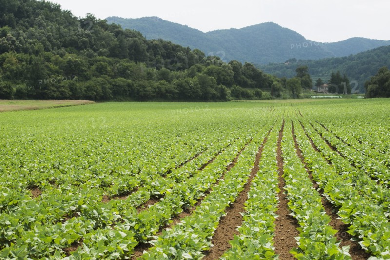 Rows of green plants in farm field