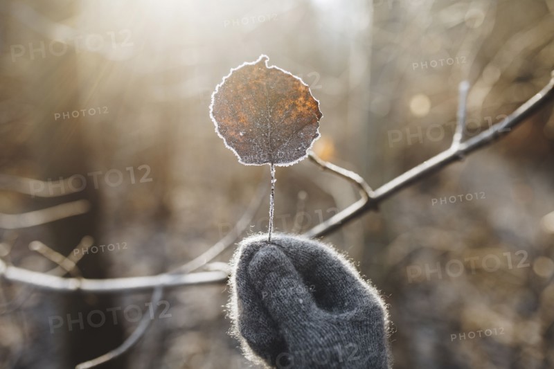 Gloved hand holding leaf covered with frost