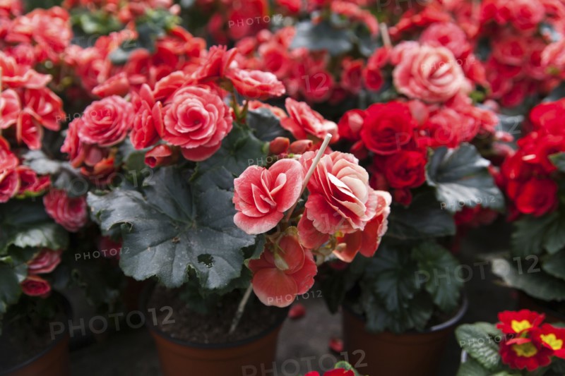 Red flowers in pots