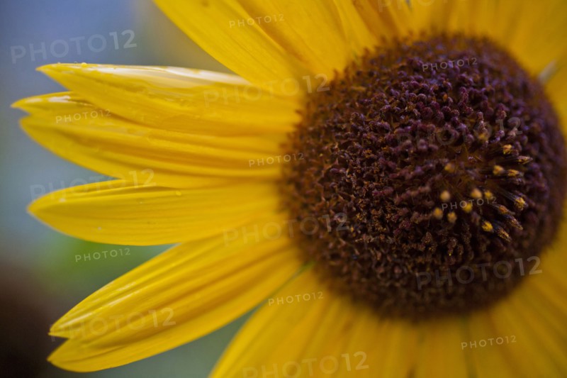 Close up of yellow flower