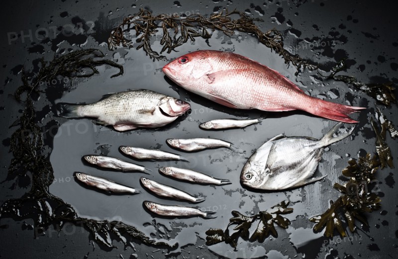 Varieties of fish on black board