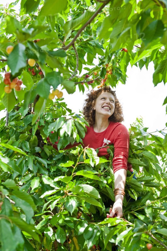 Caucasian woman in cherry tree