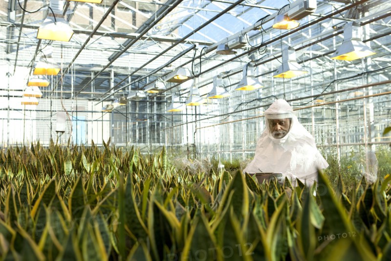 Scientist in clean suit working in greenhouse