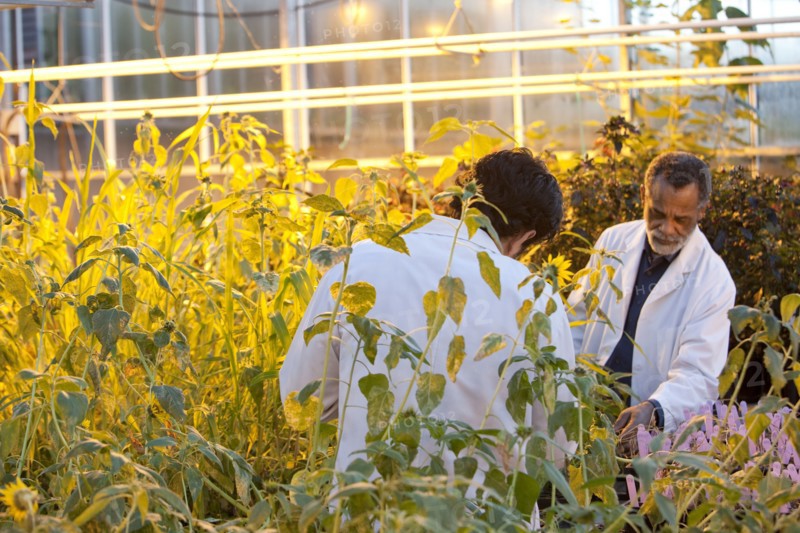 Scientists working in greenhouse