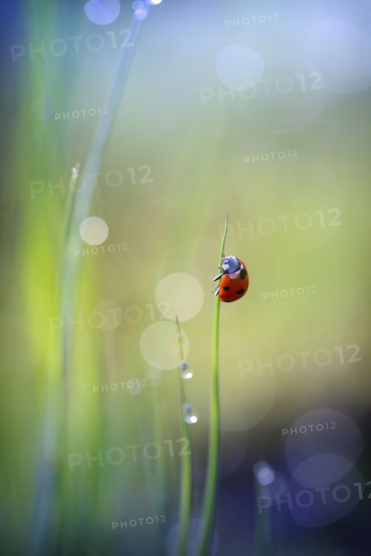 Ladybug clinging to blade of grass