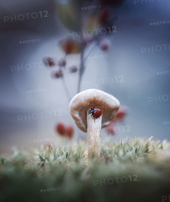 Ladybug on mushroom