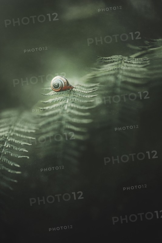 Snail crawling on leaf