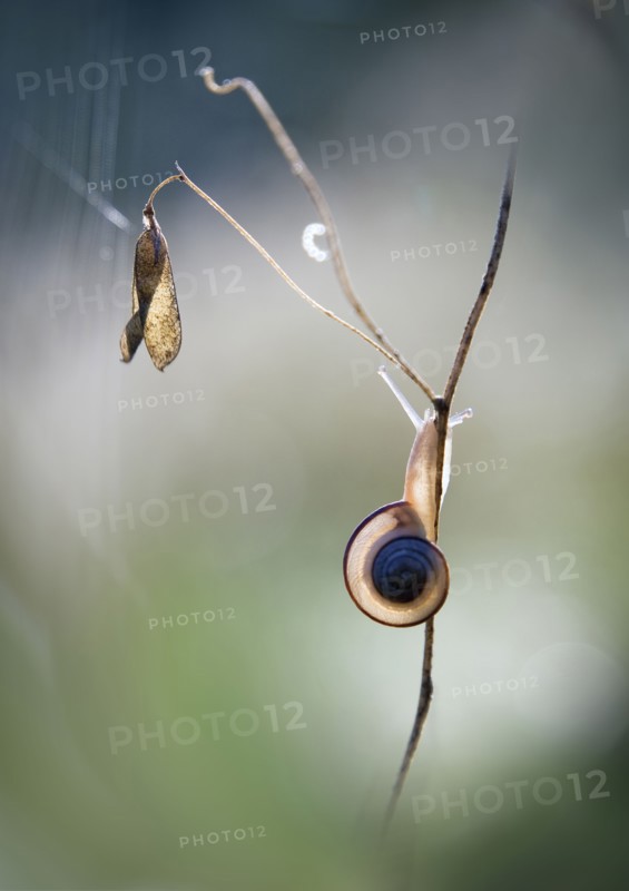 Slug climbing on stick
