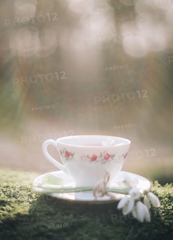 Sunshine on teacup and flower on moss