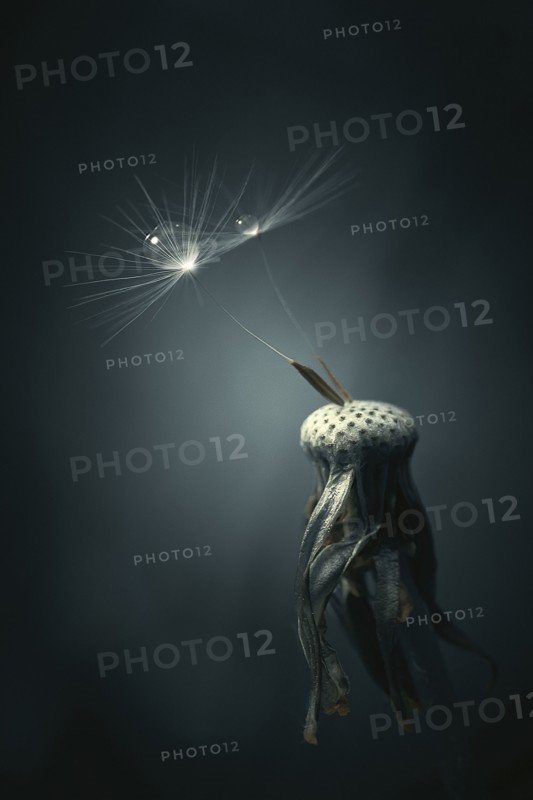Close up of water droplets on dandelion seeds