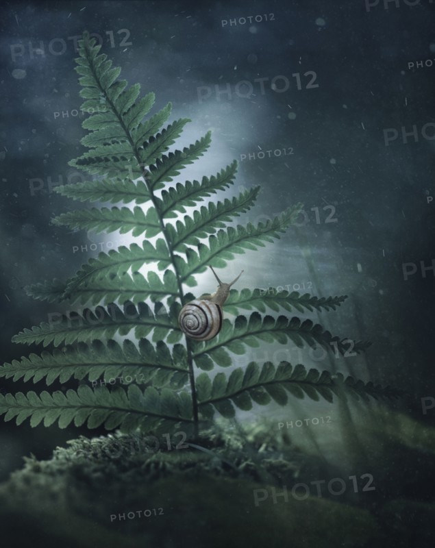 Close up of snail climbing on leaf