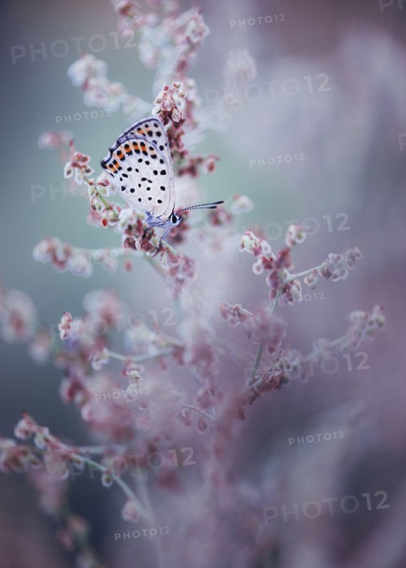 Close up of butterfly on wildflower