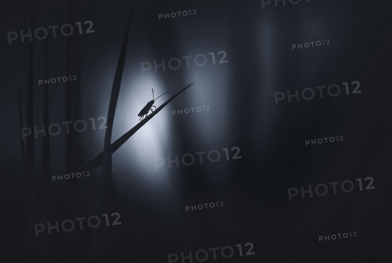 Silhouette of insect on blade of grass