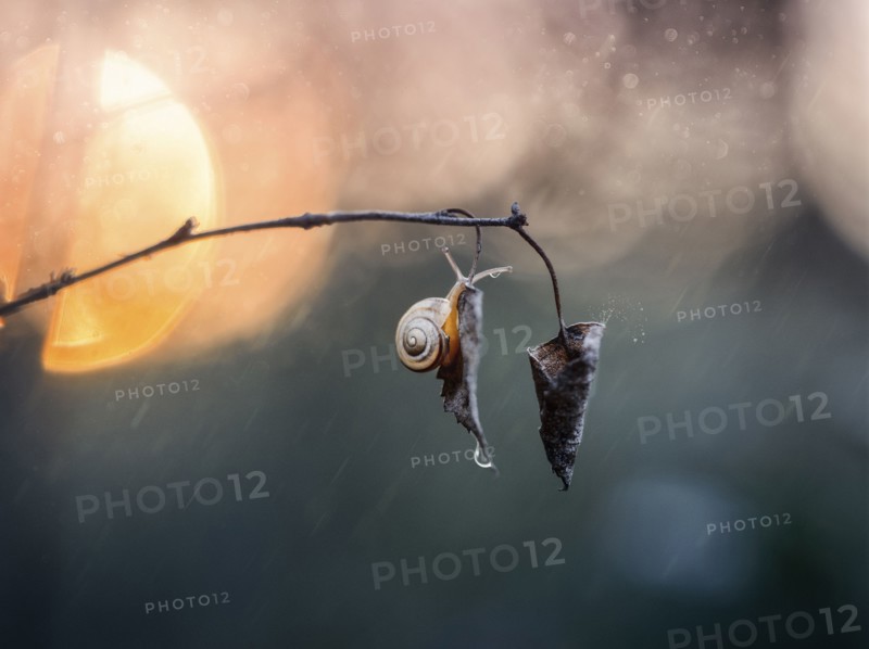 Snail hanging on leaf in rain