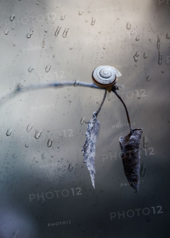 Snail crawling on twig in rain