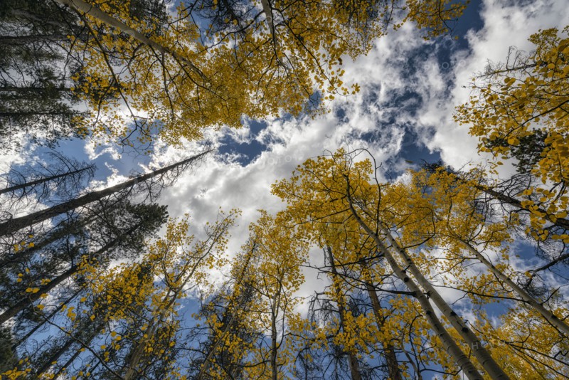 Trees in autumn under cloudy sky