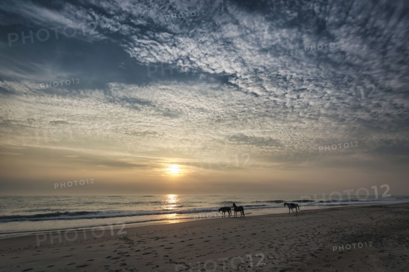 Distant horses on beach at sunset