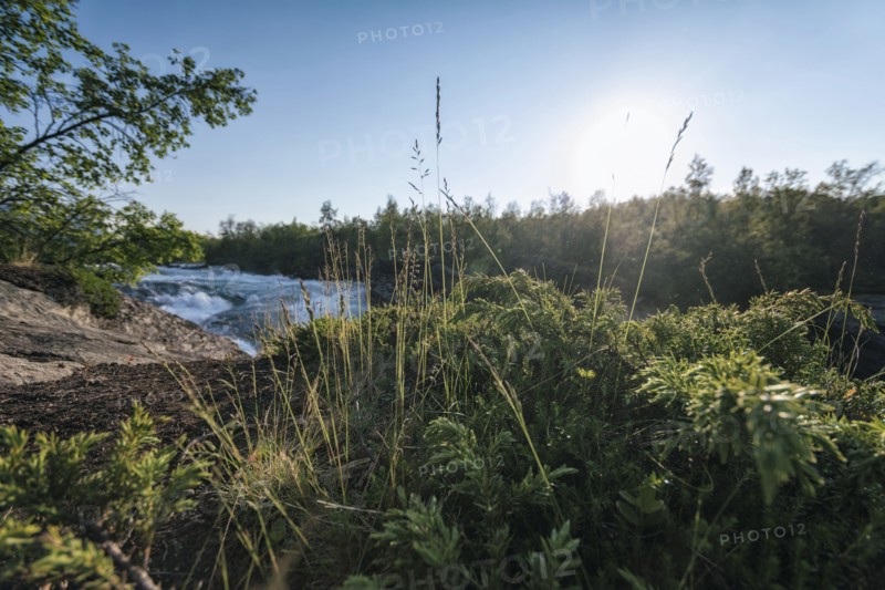 Foliage near remote river