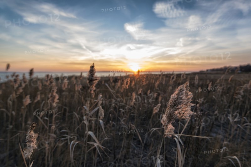 Tall grass on beach at sunset