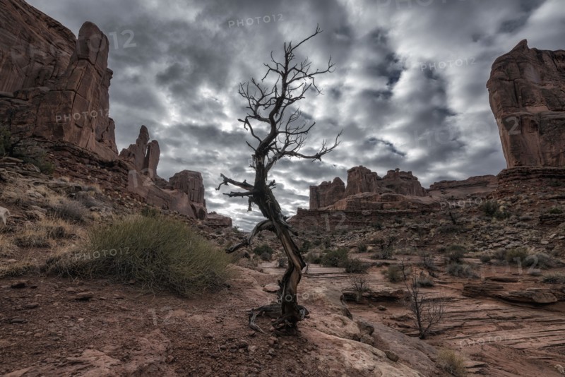 Barren tree  in desert under clouds