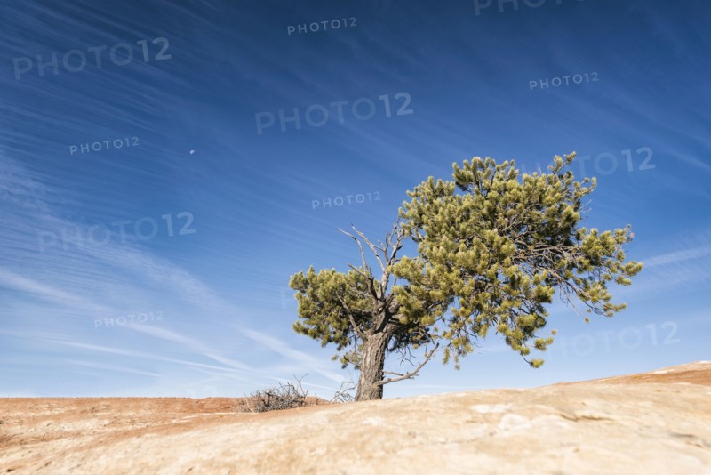 Tree in desert