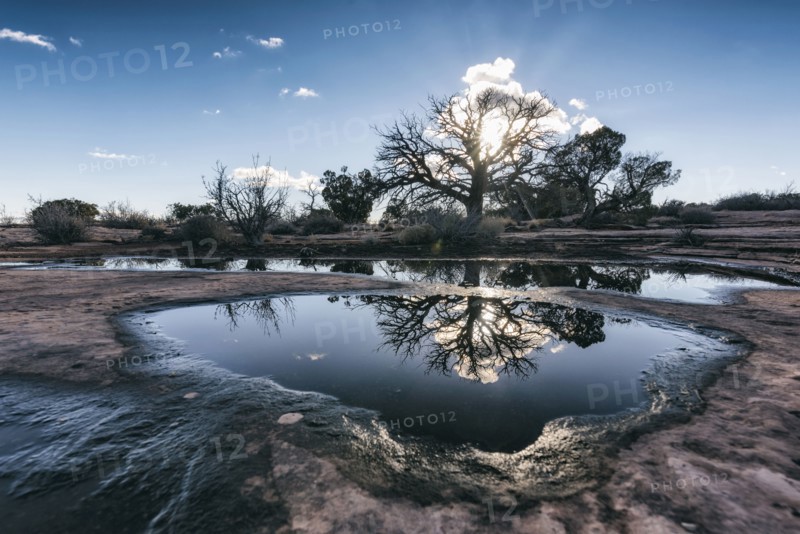 Reflection of tree in puddle