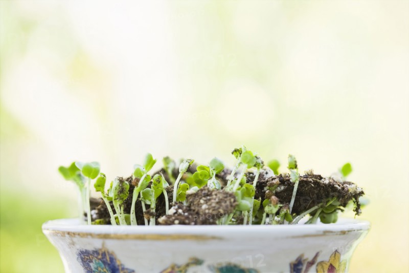 Sprouts growing in bowl