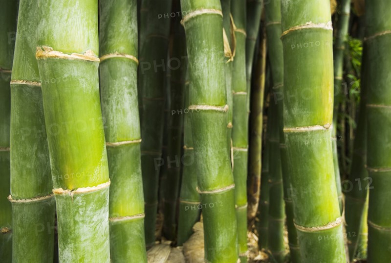 Growing green bamboo