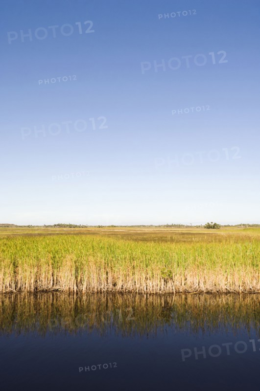 Water and grass in everglades