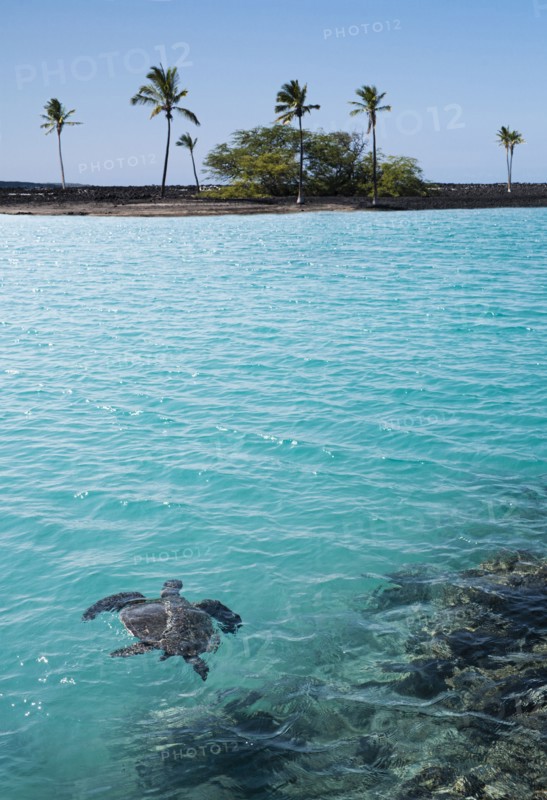 Turtle swimming in tropical water