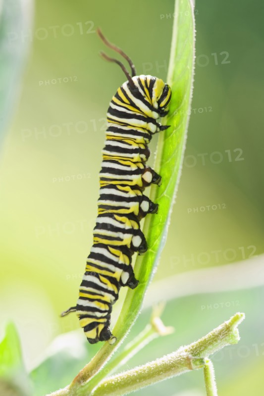 Monarch caterpillar crawling on leaf