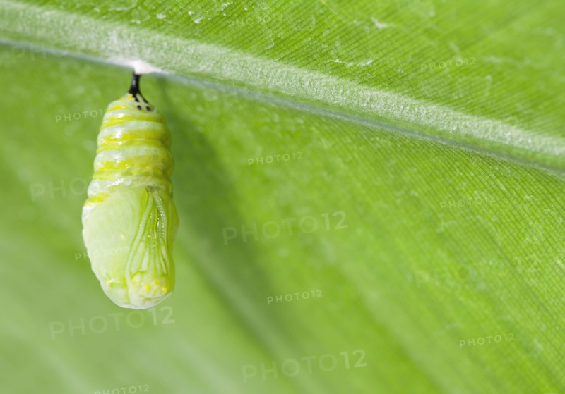 Monarch butterfly chrysalis hanging from leaf
