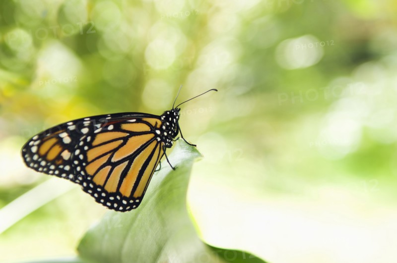 Monarch butterfly perching on leaf