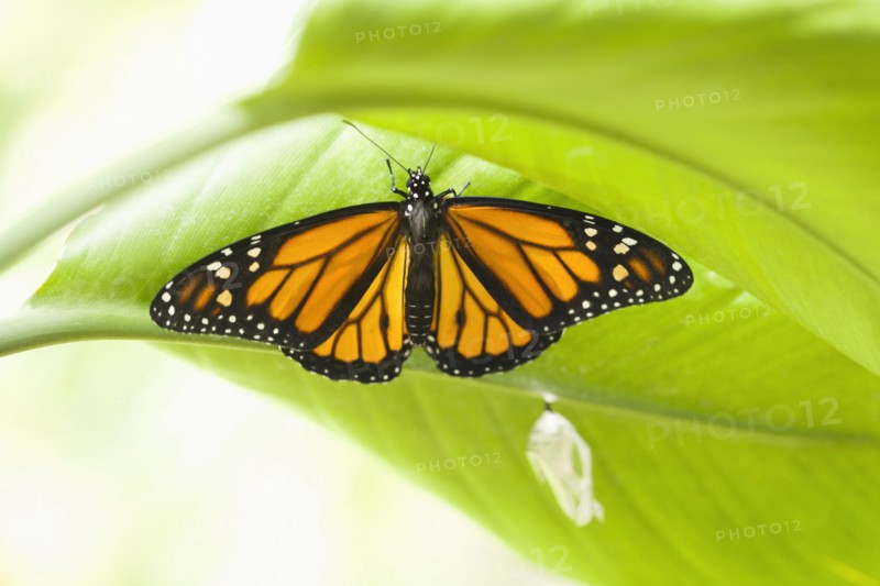 Monarch butterfly perching on leaf